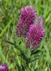 Einzelbild 7 Purpur-Klee - Trifolium rubens