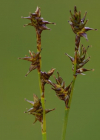 Einzelbild 8 Igelfrüchtige Segge - Carex echinata