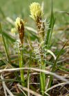 Einzelbild 8 Frühlings-Segge - Carex caryophyllea