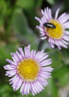 Einzelbild 2 Verkanntes Berufkraut - Erigeron neglectus