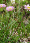 Einzelbild 4 Verkanntes Berufkraut - Erigeron neglectus