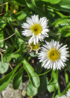 Einzelbild 6 Verkanntes Berufkraut - Erigeron neglectus