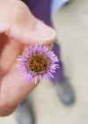 Einzelbild 8 Verkanntes Berufkraut - Erigeron neglectus