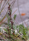 Einzelbild 2 Nordischer Beifuss - Artemisia borealis