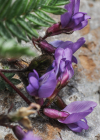 Einzelbild 4 Lappländer Spitzkiel - Oxytropis lapponica