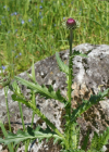 Einzelbild 2 Rätische Berg-Distel - Carduus defloratus subsp. tridentinus