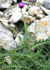 Einzelbild 6 Rätische Berg-Distel - Carduus defloratus subsp. tridentinus