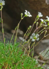 Einzelbild 4 Lärchenblättrige Miere - Minuartia laricifolia