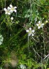 Einzelbild 5 Lärchenblättrige Miere - Minuartia laricifolia
