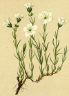 Einzelbild 8 Lärchenblättrige Miere - Minuartia laricifolia