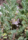 Einzelbild 1 Dorniger Tragant - Astragalus sempervirens