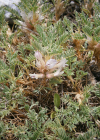 Einzelbild 2 Dorniger Tragant - Astragalus sempervirens