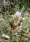 Einzelbild 3 Dorniger Tragant - Astragalus sempervirens