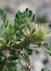 Einzelbild 5 Dorniger Tragant - Astragalus sempervirens