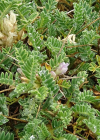 Einzelbild 8 Dorniger Tragant - Astragalus sempervirens