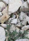 Einzelbild 1 Alpen-Klatschnelke - Silene vulgaris subsp. glareosa