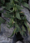 Einzelbild 4 Alpen-Klatschnelke - Silene vulgaris subsp. glareosa
