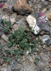 Einzelbild 6 Alpen-Klatschnelke - Silene vulgaris subsp. glareosa