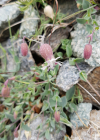 Einzelbild 7 Alpen-Klatschnelke - Silene vulgaris subsp. glareosa