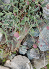 Einzelbild 8 Alpen-Klatschnelke - Silene vulgaris subsp. glareosa
