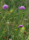 Einzelbild 2 Purpur-Witwenblume - Knautia purpurea