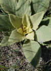 Einzelbild 2 Dickblättrige Kleinblütige Königskerze - Verbascum thapsus subsp. montanum
