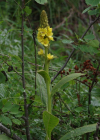 Einzelbild 5 Dickblättrige Kleinblütige Königskerze - Verbascum thapsus subsp. montanum