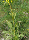Einzelbild 7 Dickblättrige Kleinblütige Königskerze - Verbascum thapsus subsp. montanum