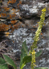 Einzelbild 8 Dickblättrige Kleinblütige Königskerze - Verbascum thapsus subsp. montanum