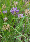 Einzelbild 7 Tiroler Tragant - Astragalus leontinus