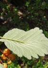 Einzelbild 5 Berg-Mehlbeerbaum - Sorbus mougeotii