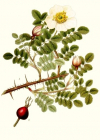 Einzelbild 2 Reichstachelige Rose - Rosa spinosissima
