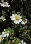 Einzelbild 1 Feld-Rose - Rosa arvensis