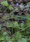 Einzelbild 8 Rundblättrige Glockenblume - Campanula rotundifolia