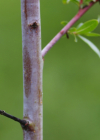 Einzelbild 3 Reif-Weide - Salix daphnoides