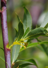 Einzelbild 5 Reif-Weide - Salix daphnoides