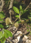 Einzelbild 6 Lorbeer-Weide - Salix pentandra