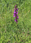 Einzelbild 8 Sumpf-Knabenkraut - Orchis palustris