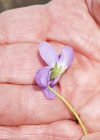 Einzelbild 8 Behaartes Veilchen - Viola hirta