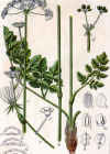 Einzelbild 1 Hirschwurz - Peucedanum cervaria