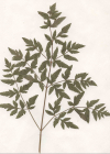 Einzelbild 4 Hirschwurz - Peucedanum cervaria