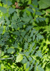 Einzelbild 5 Hirschwurz - Peucedanum cervaria