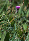Einzelbild 5 Grenobler Nelke - Dianthus gratianopolitanus