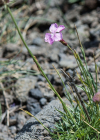 Einzelbild 8 Grenobler Nelke - Dianthus gratianopolitanus