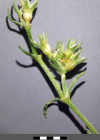Einzelbild 6 Einjähriger Knäuel - Scleranthus annuus
