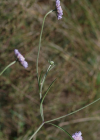 Einzelbild 2 Südliche Skabiose - Scabiosa triandra