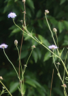 Einzelbild 3 Südliche Skabiose - Scabiosa triandra