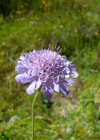 Einzelbild 6 Südliche Skabiose - Scabiosa triandra