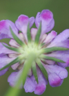 Einzelbild 7 Südliche Skabiose - Scabiosa triandra