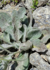 Einzelbild 5 Filziges Habichtskraut - Hieracium tomentosum
